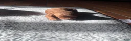 Cockapoo dogs for sale: 5 beautiful girls and 1 boy  - Advert 2