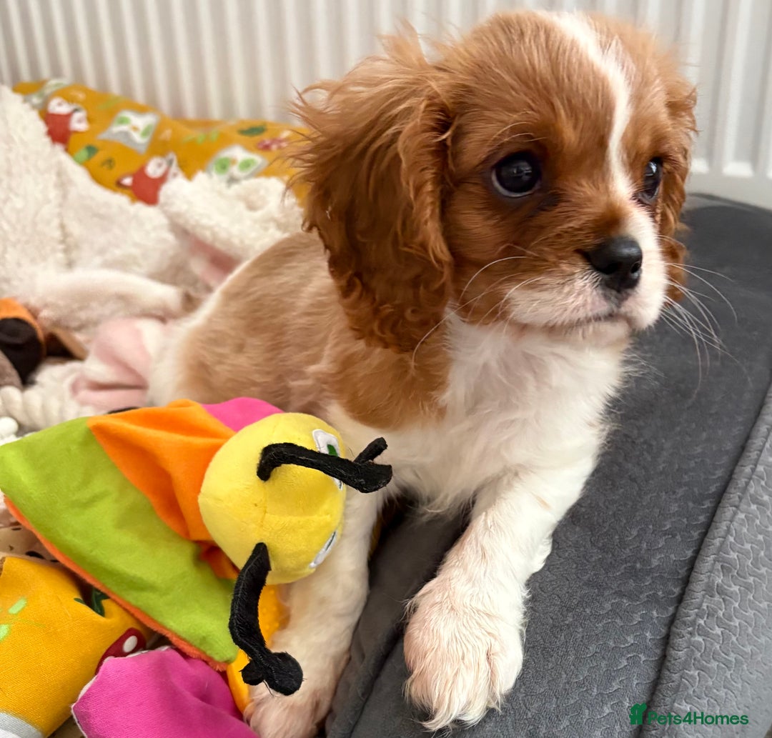 Cavalier King Charles Spaniel dogs for sale: Beautiful little boy Cavalier King Charles  - Advert 15