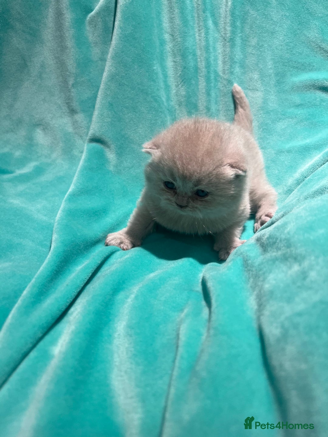British Shorthair cats for sale: Gorgeous 4 week old health tested BSH - Advert 8