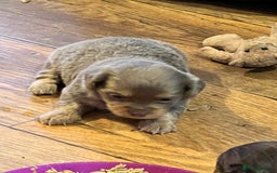 Miniature Dachshund dogs for sale: Stunning full pedigree Miniature Dachshunds  - Image 33