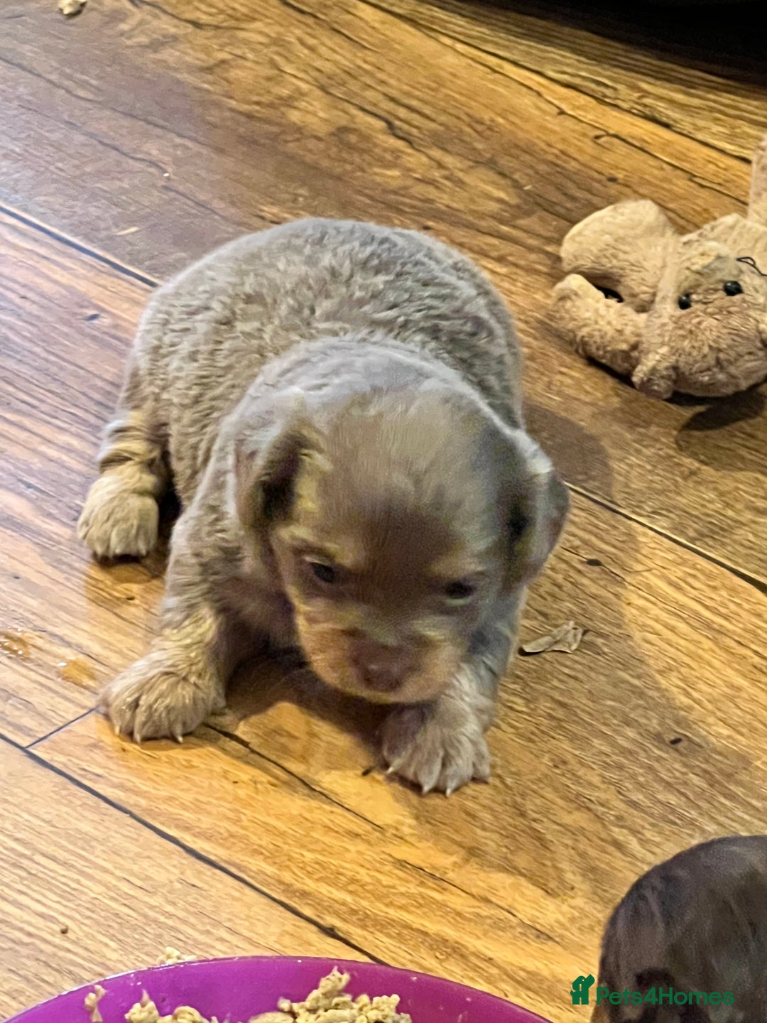 Miniature Dachshund dogs for sale: Stunning full pedigree Miniature Dachshunds  - Image 33