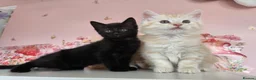 Maine Coon cats for sale: Maine Coon X  - Advert 1
