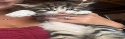 Mixed Breed cats for sale: 5 beautiful kittens looking for loving homes ❤️ - Advert 7