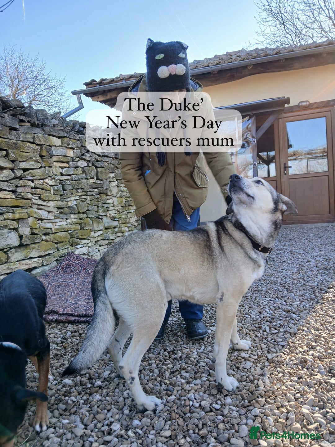 Mixed Breed dogs for adoption: The Duke, 8 yrs approx. Available for adoption. - Advert 39