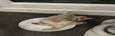 British Shorthair 3