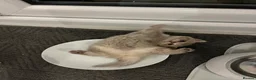 British Shorthair cats for sale: 4 Gorgeous BSH Kittens are ready - Advert 6