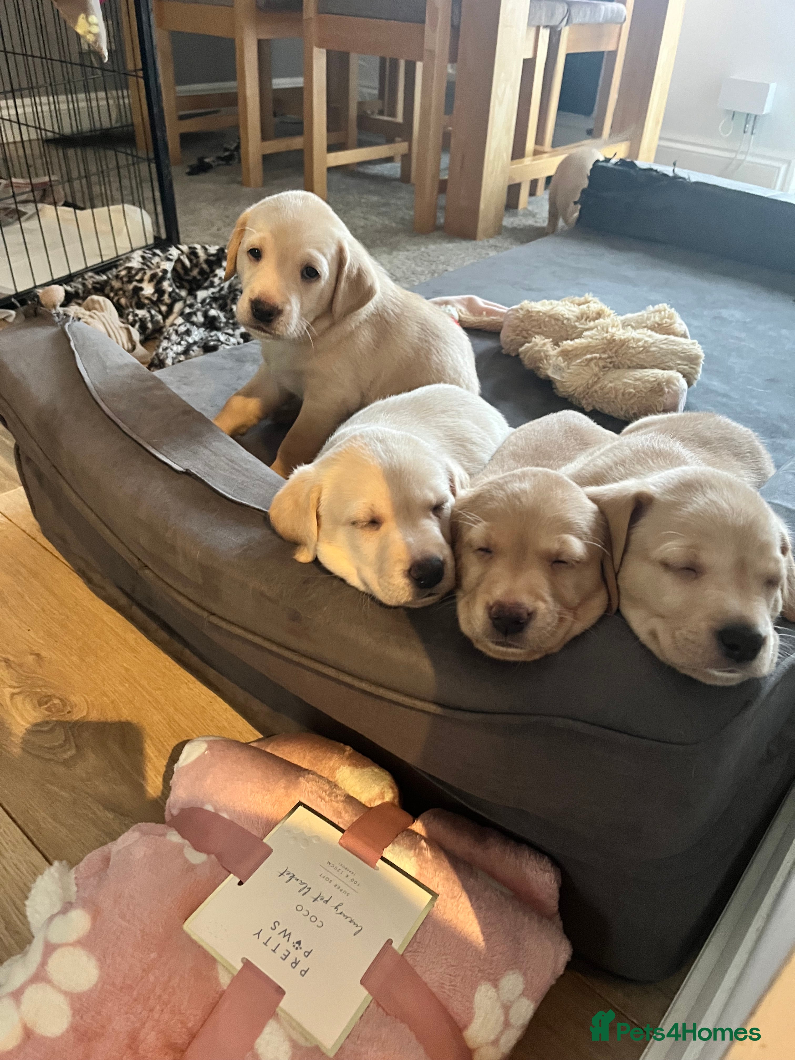 Labrador Retriever dogs Labrador Retriever Puppies for sale  - Advert 5