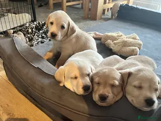 Labrador Retriever dogs Labrador Retriever Puppies for sale - Advert 5