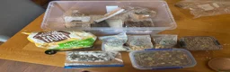Hamster rodents for sale: Hamster and full set up for sale  in Warrington - Advert 3