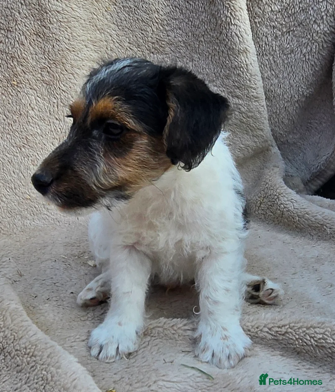 Mixed Breed dogs for sale: Fox terrier x wire haired jack Russel puppies - Advert 1