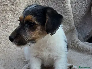 Mixed Breed dogs for sale: Fox terrier x wire haired jack Russel puppies - Advert 2