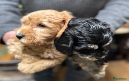 Schnoodle dogs for sale: Miniature Schoodle puppies - Image 6