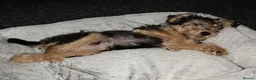 Lakeland Terrier dogs for sale: SHOW KC Registered Lakeland Terrier  - Advert 7