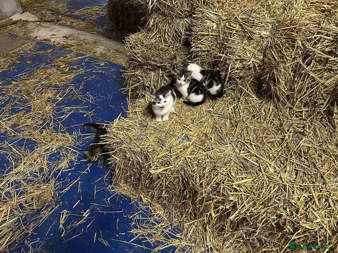 Mixed Breed cats for sale: Farm Kittens Available - Advert 2