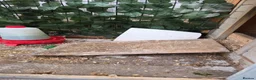 Quail poultry for sale: 4 female and 1 male quail house cage full set up in Lincoln - Advert 7
