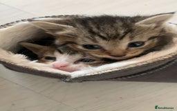 Mixed Breed cats for sale: Half Siberian Kittens ready now - Image 1