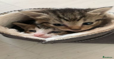 Mixed Breed cats - Advert 3