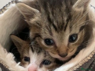 Mixed Breed cats - Advert 2