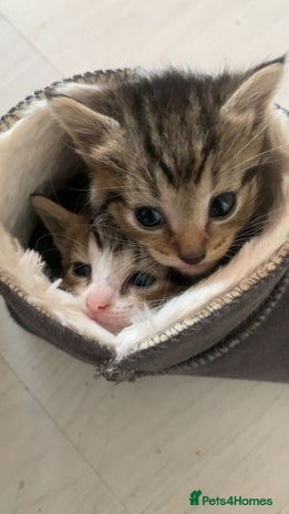 Mixed Breed cats - Advert 1