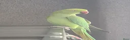 Ringnecks birds for sale: Indian Ringneck  - Advert 4