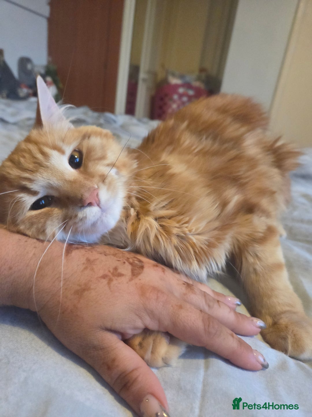 Mixed Breed cats for sale: Beautiful long haired ginger male - Image 5