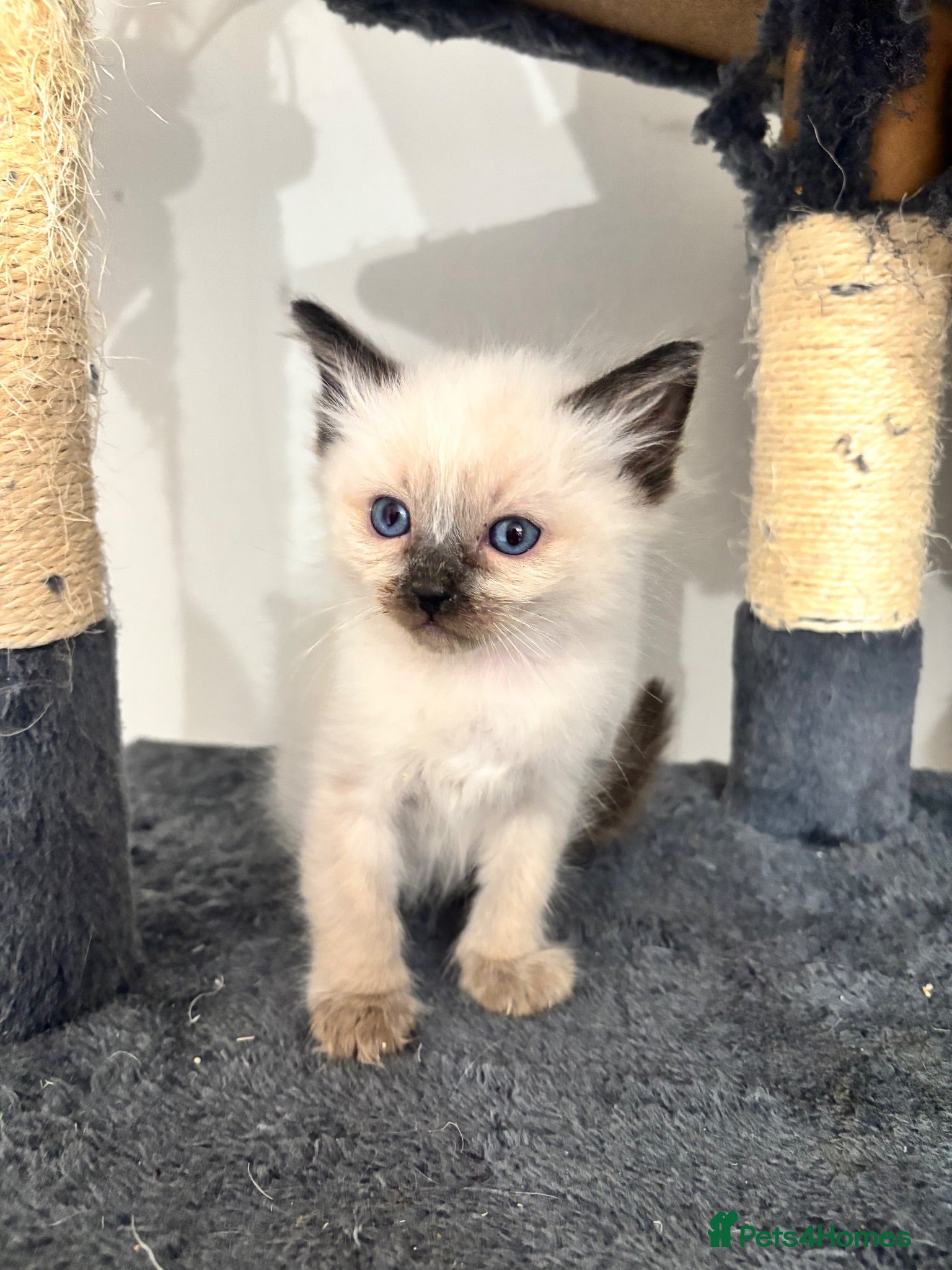 Ragdoll cats Ragdoll kittens -2 boys left available  - Advert 2