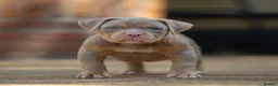 American Bully dogs for sale: American Bully ABKC registered  - Advert 4