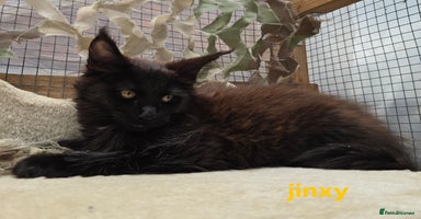 Maine Coon cats - Advert 13