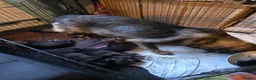 Shepsky dogs for sale: 9 shepsky puppies  - Advert 33