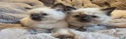 Ragdoll cats for sale: 🏆GCCF REG. EXTENSIVELY TESTED RAGDOLL KITTENS🌟 - Advert 12