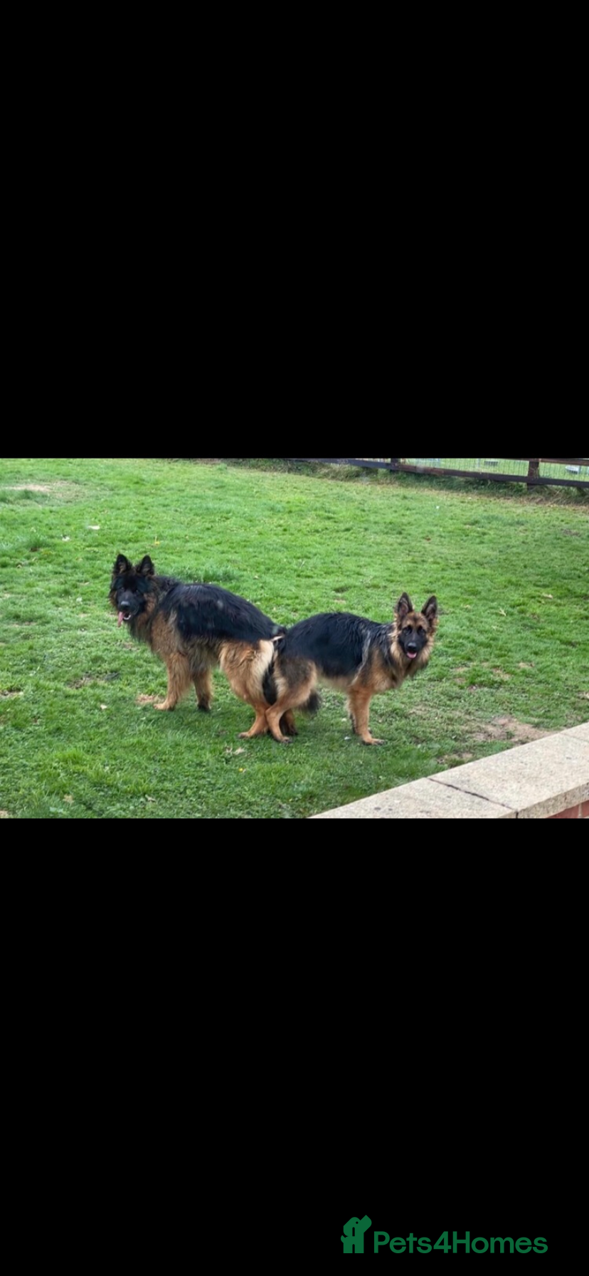 German Shepherd dogs Selling German shepherd male Hugo  - Advert 2
