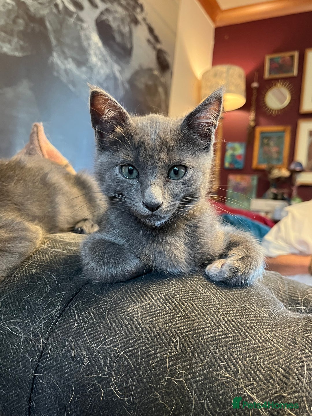Oriental cats for sale: 5 STUNNING RAGAMESE/SIAMESE KITTENS - Image 14