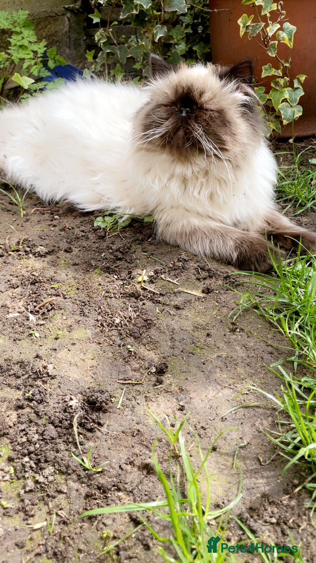 Persian cats for sale: 🔥 Beautiful Rare Blue eyed GIRL 🔥 - Image 2