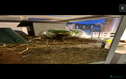 Mouse rodents for sale: 2 young female mice  - Advert 3