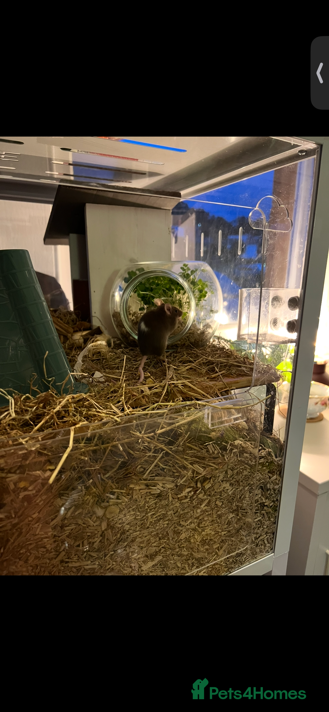 Mouse rodents for sale: 2 young female mice  - Advert 3