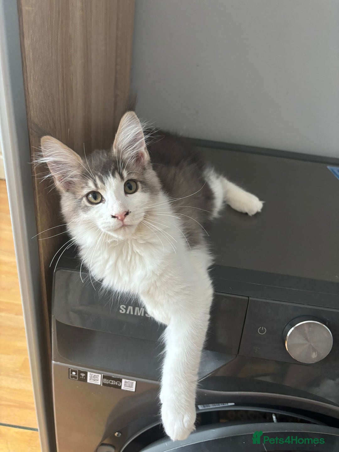 Maine Coon cats for sale: Maine coon kittens - Image 3