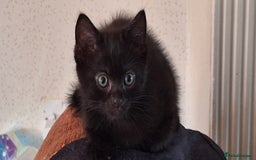 Mixed Breed cats for sale: Beautiful kittens for sale - Image 3