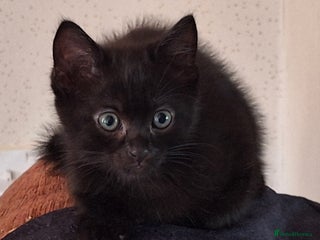 Mixed Breed cats - Advert 21