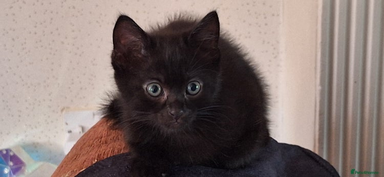 Mixed Breed cats - Advert 11