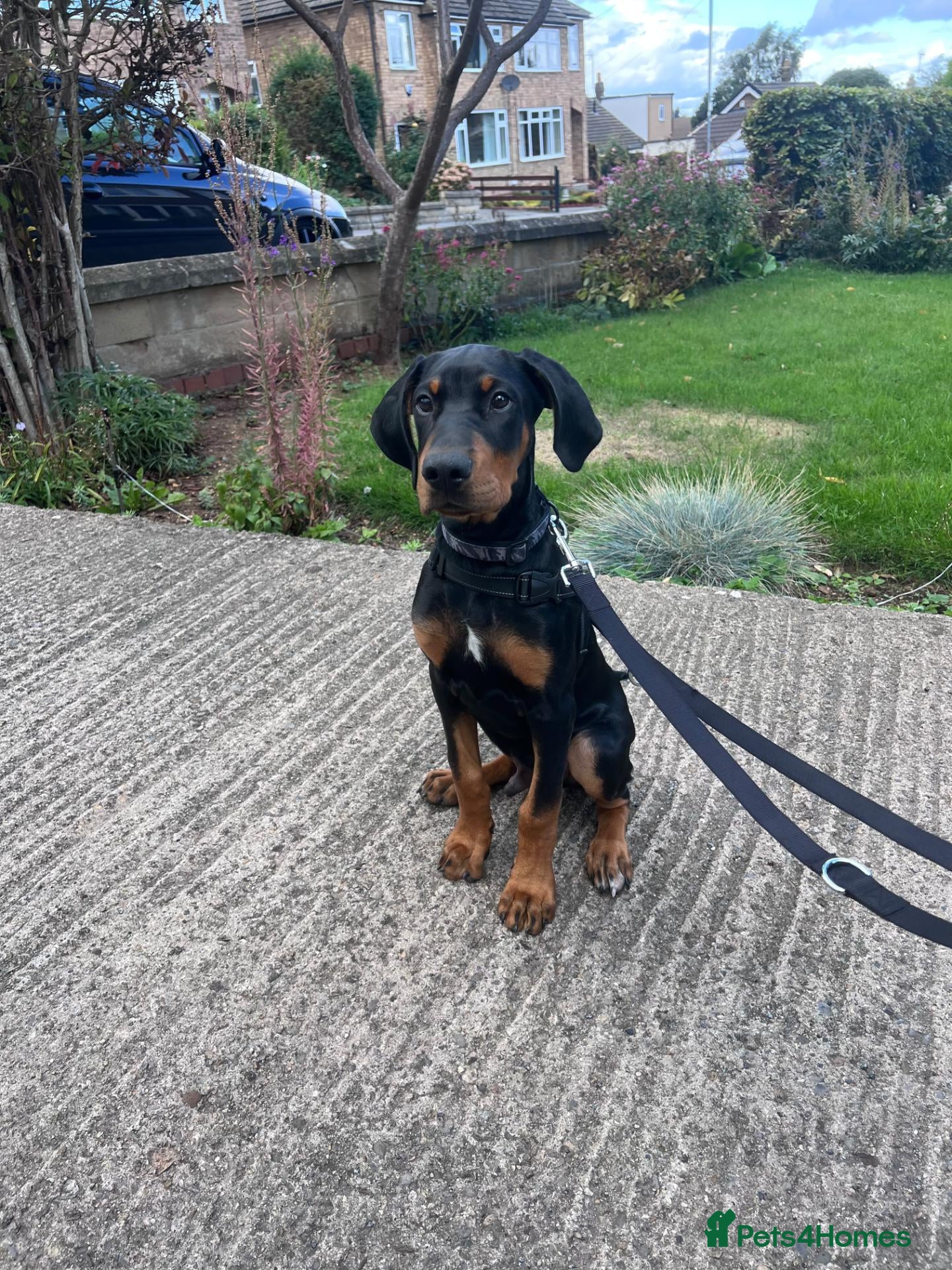 Dobermann dogs Male 3/4 doberman 1/4 huntaway  - Advert 10