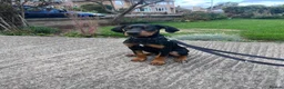 Dobermann dogs for sale: Male 3/4 doberman 1/4 huntaway  in Wetherby - Advert 1