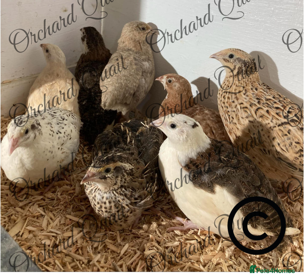 Quail poultry  Coturnix Quail Hatching eggs  - Advert 1