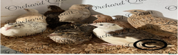 Quail poultry for sale:  Coturnix Quail Hatching eggs  - Advert 1