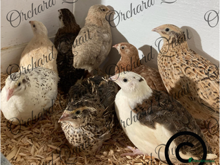 Quail poultry Coturnix Quail Hatching eggs - Advert 1