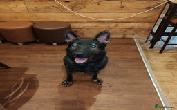 German Shepherd dogs for stud: KENSESQUI SIMBA (Simba) - Image 2