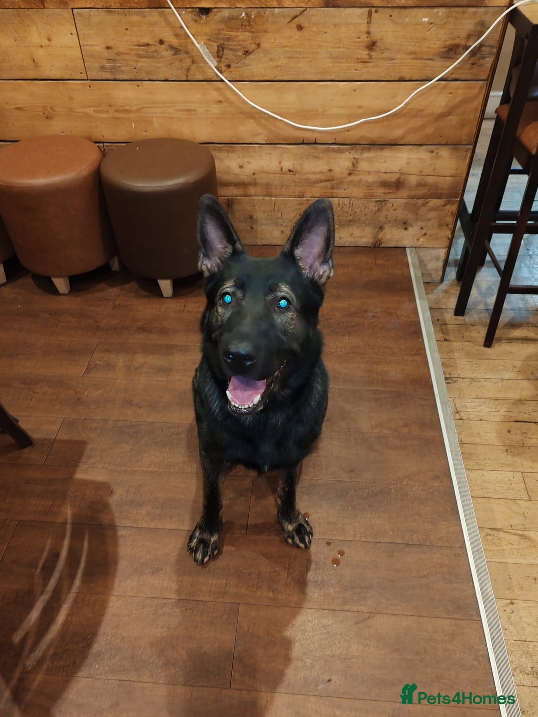 German Shepherd dogs for stud: KENSESQUI SIMBA (Simba) - Image 2