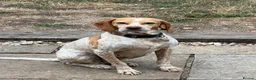 Mixed Breed dogs for adoption: 🍯 Honey: The Pocket Pointer in Maidstone - Advert 9