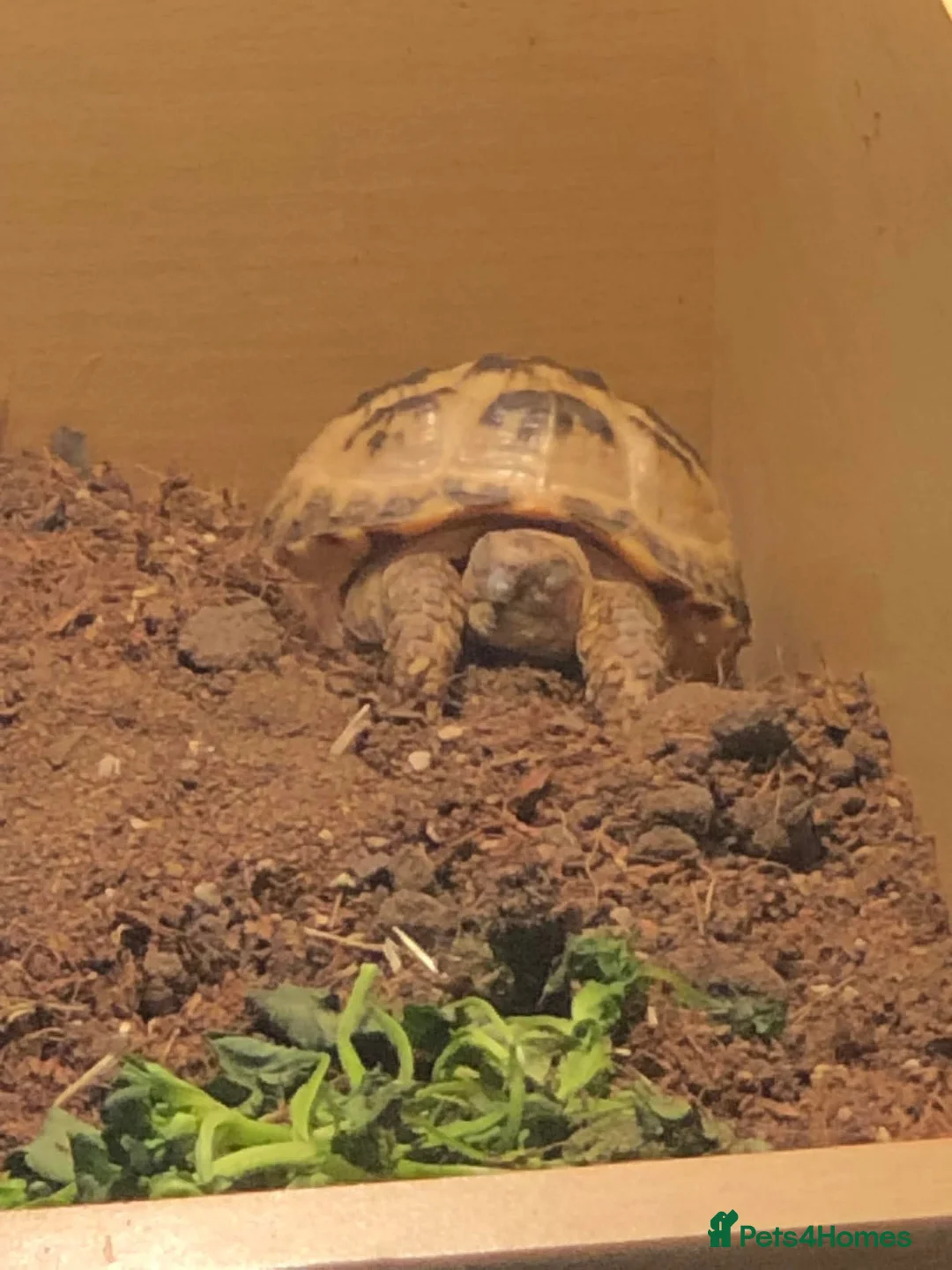 Tortoise reptiles for sale: Horsefiled tortoise and full set up  - Advert 2