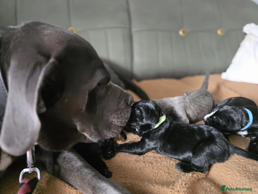 Cane Corso dogs for sale: 4 Stunning Cane Corso Big Boys!!! - Advert 1