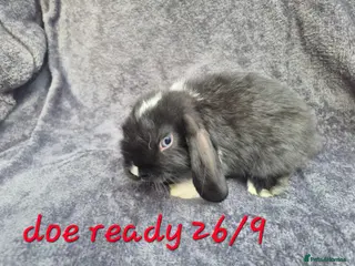 Mini Lop rabbits ❤️ READY TO RESERVE ❤️ - Advert 3